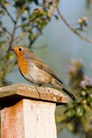 Robin EF300mm f/4 L 1/1600 f/4 iso200