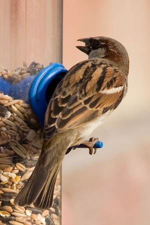 Sparrow EF300mm + 1.4x (420mm) f/5.6 1/640 iso 400