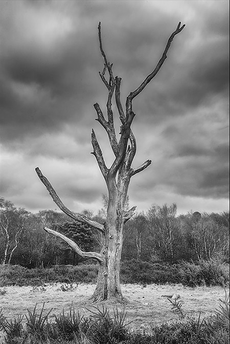 Dead Tree